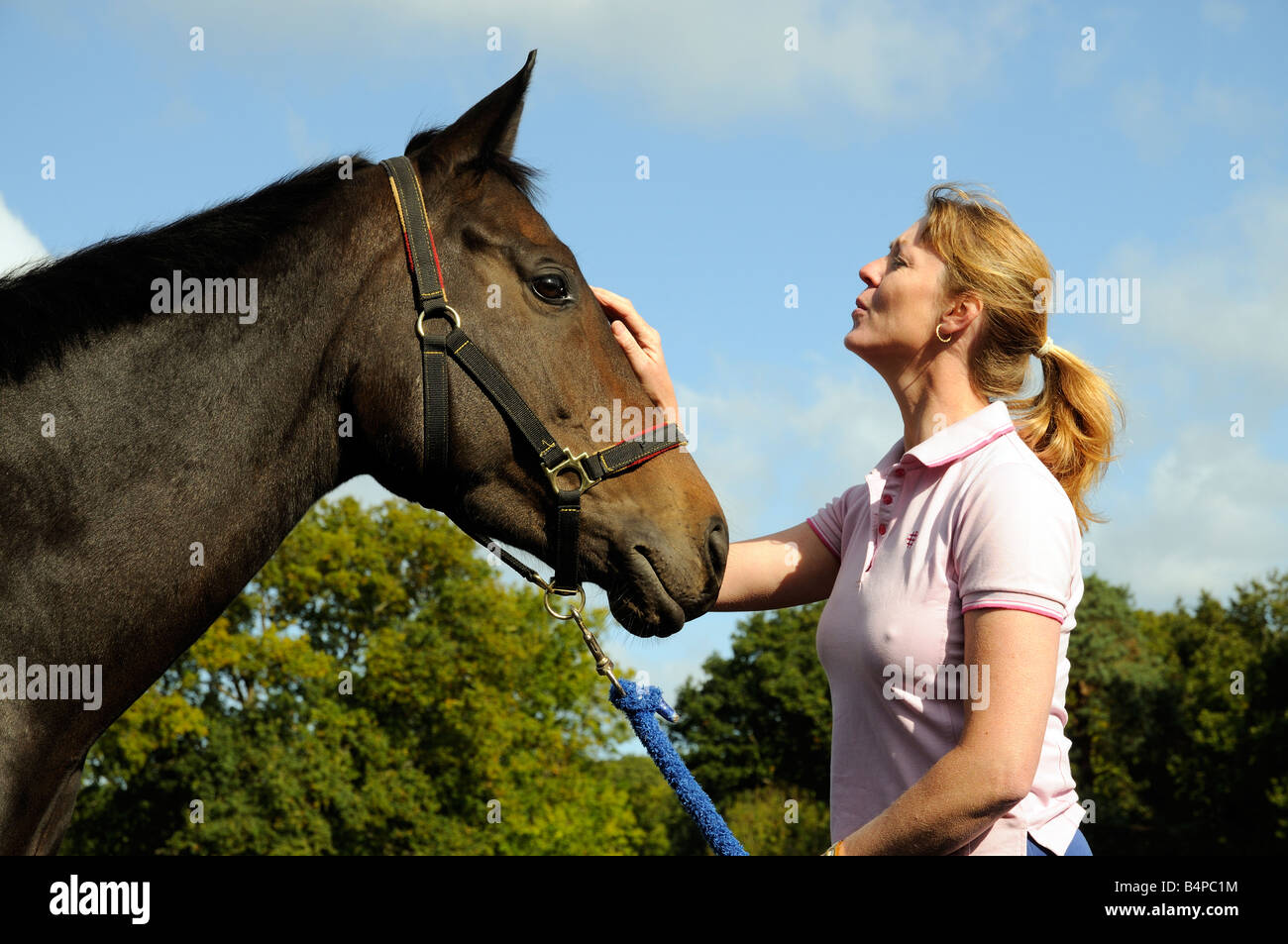 Un buio bay castrazione del cavallo e del cavallo whisperer visto durante una sessione di training England Regno Unito Foto Stock