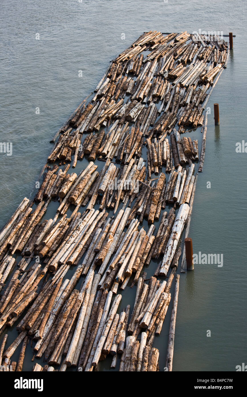 Logs galleggiante nel fiume Fraser, New Westminster, British Columbia, Canada Foto Stock