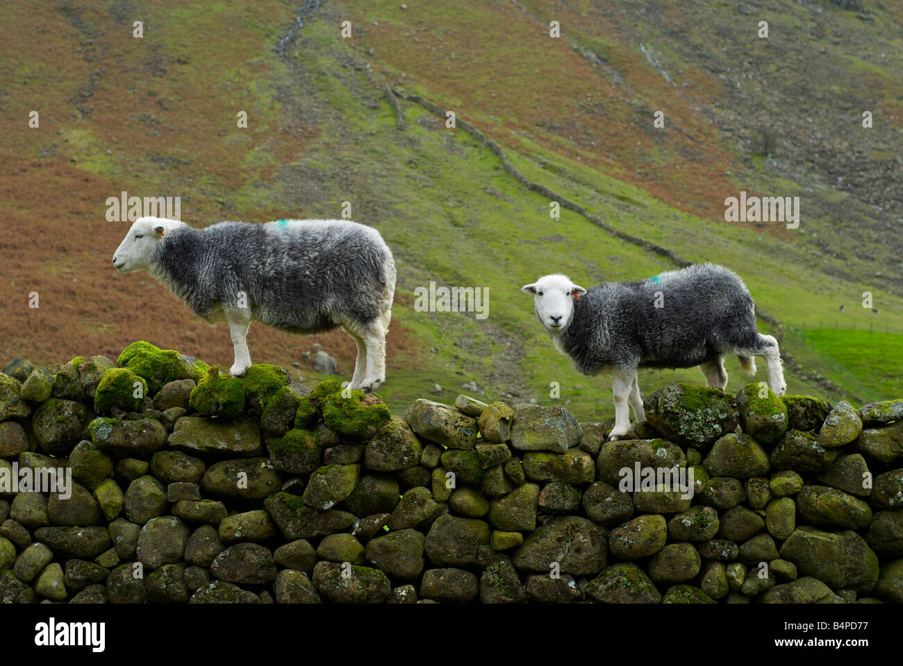 Pecore Herdwick salendo sulla pietra a secco in corrispondenza della parete di testa Wasdale, Parco Nazionale del Distretto dei Laghi, Cumbria, England Regno Unito Foto Stock