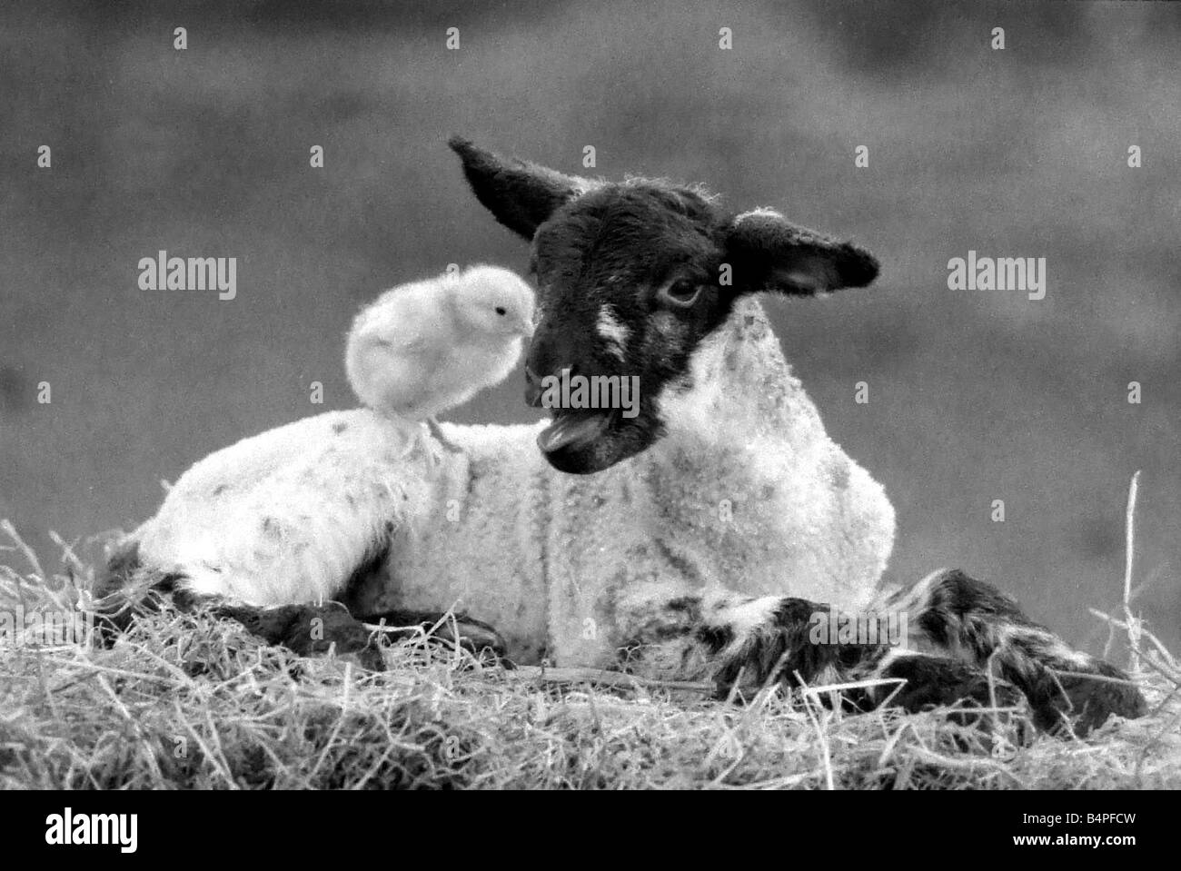 I migliori amici di pulcino agnello e godetevi il sole primaverile nel correre fino a Pasqua 29 3 1988 Foto Stock