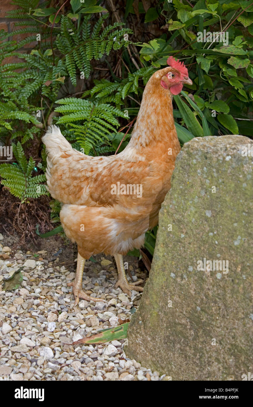 Brown ibrido gallina pollo intervallo libero nel giardino di casa REGNO UNITO Foto Stock