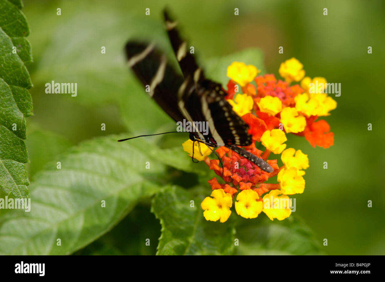 Zebra Longwing Heliconius charitonius Foto Stock