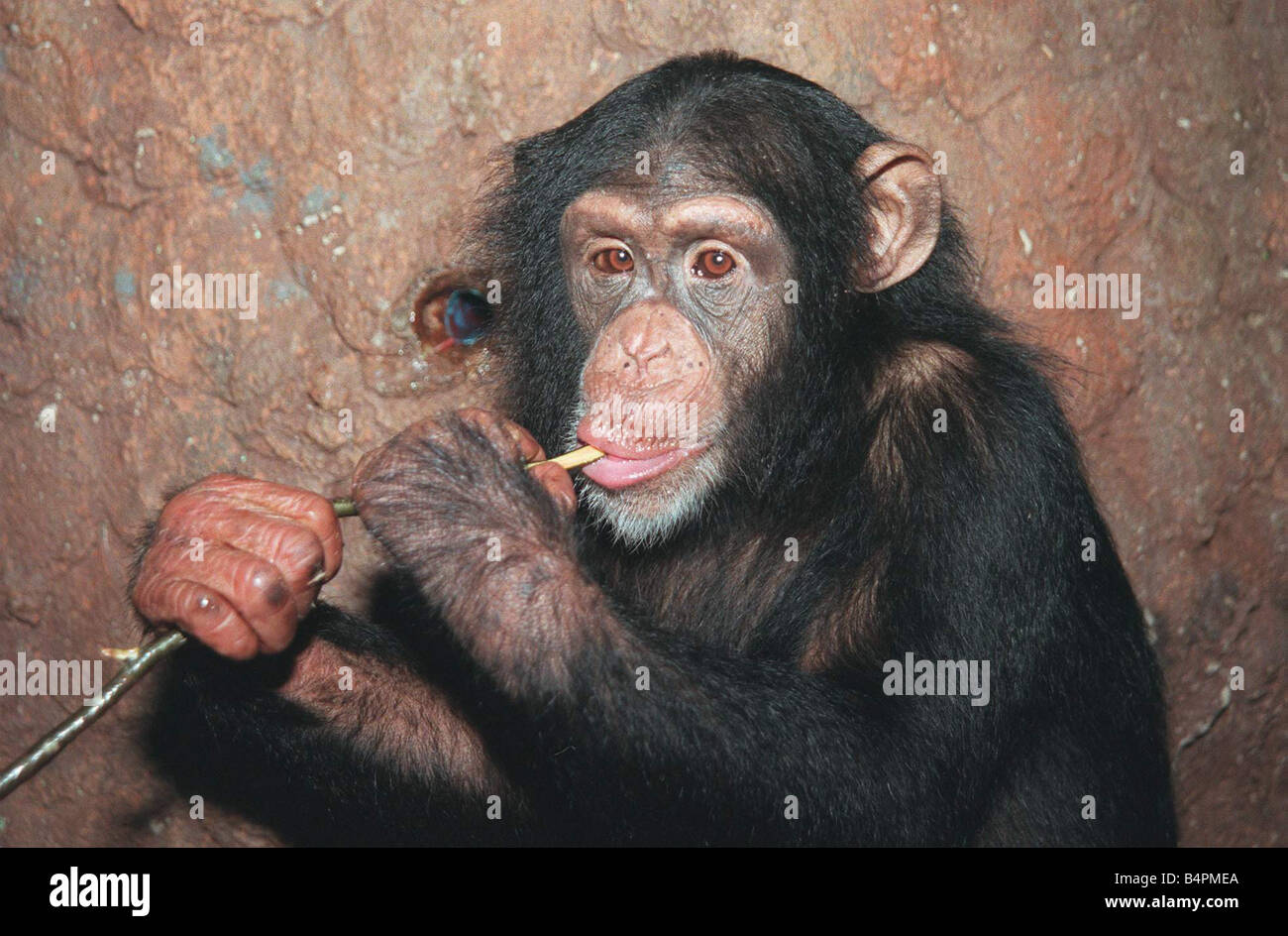 Trudy Chimp chi è stato salvato dopo essere stato battuto da Maria Chipperfield godendo il suo primo Natale al mondo di scimmia in Dorset Dicembre 1999 Foto Stock