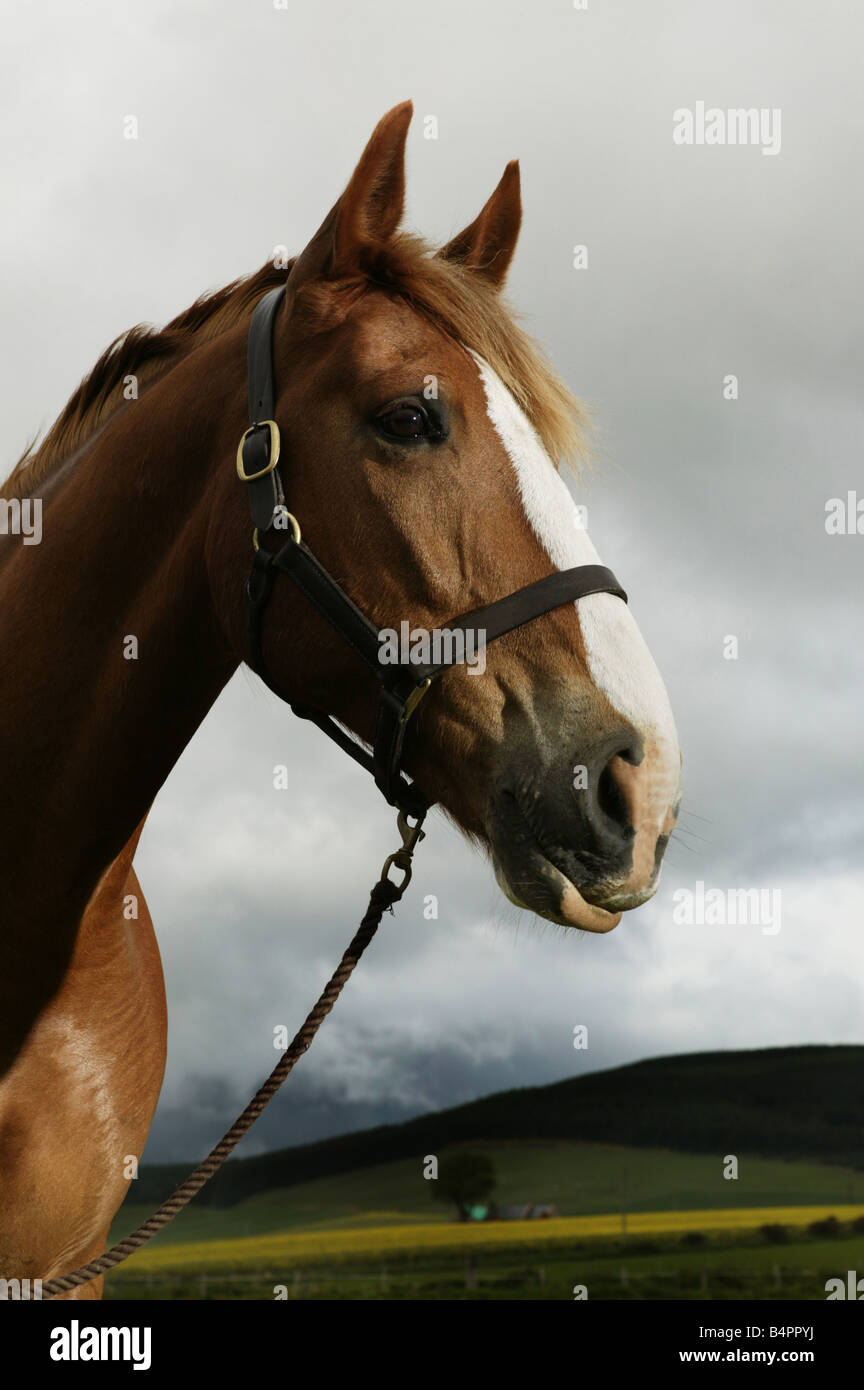 Grande cavallo marrone in un campo Foto Stock