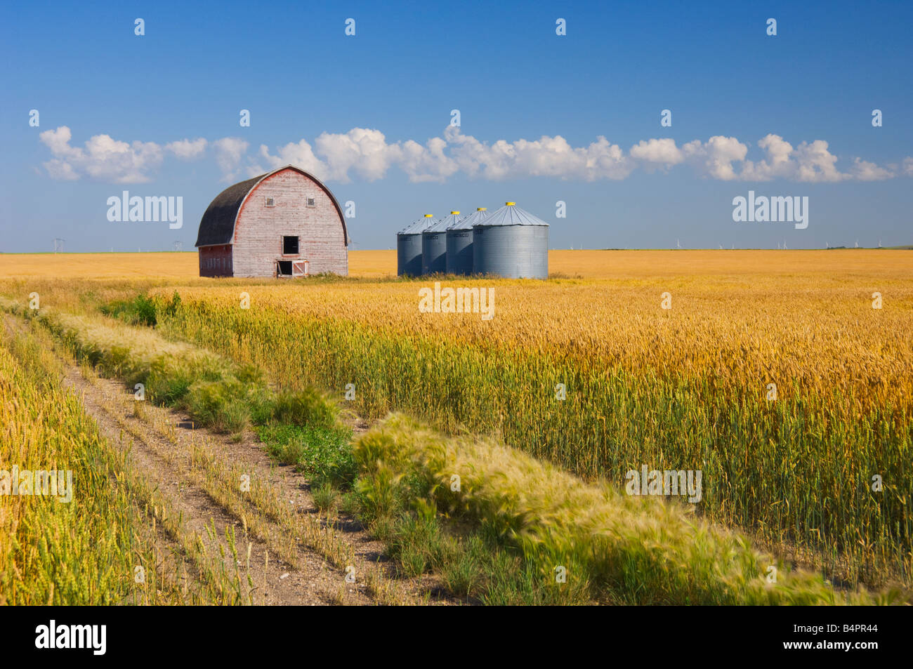 Un maturo campo di grano con un vecchio fienile e grano deposito bidoni vicino a Bruxelles, Manitoba Canada Foto Stock