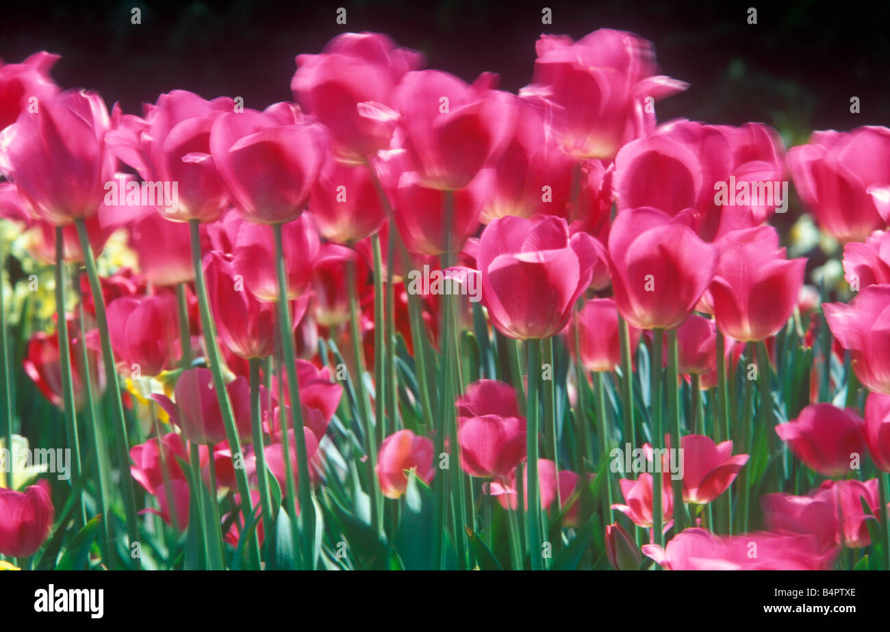 Tulipani rosa ondeggianti nel vento Foto Stock