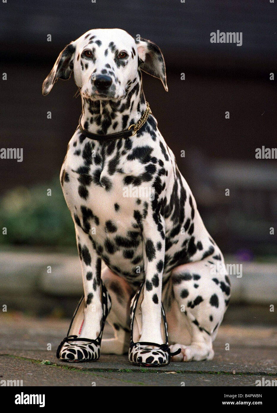 Tia la Dalmazia indossando Cruella De Vils scarpe Novembre 1996 Foto Stock