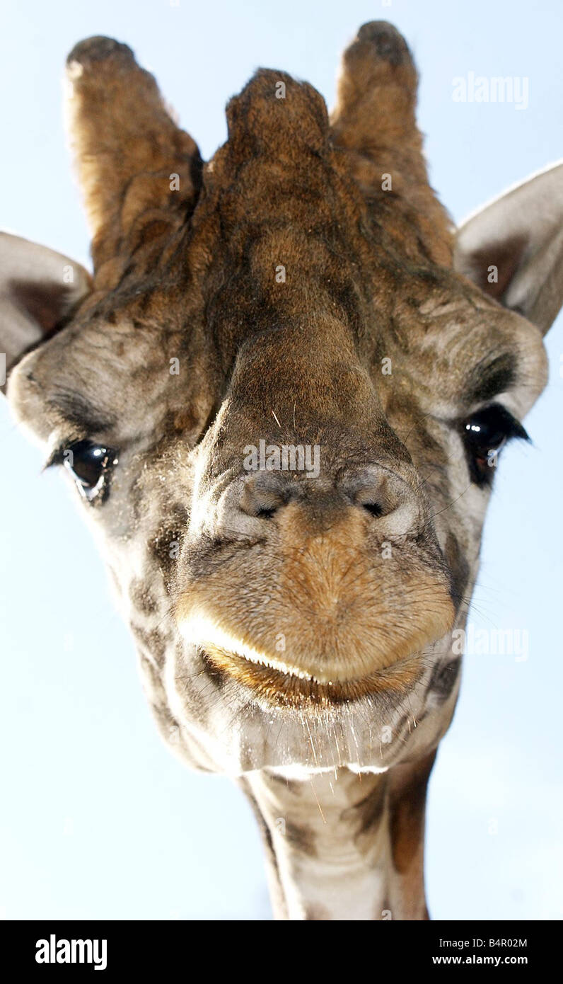 Una giraffa Baringo a Dudley Zoo Foto Stock