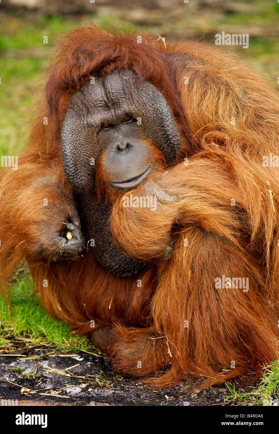 Benjamin l'Orango Tango a Dudley Zoo. Foto Stock