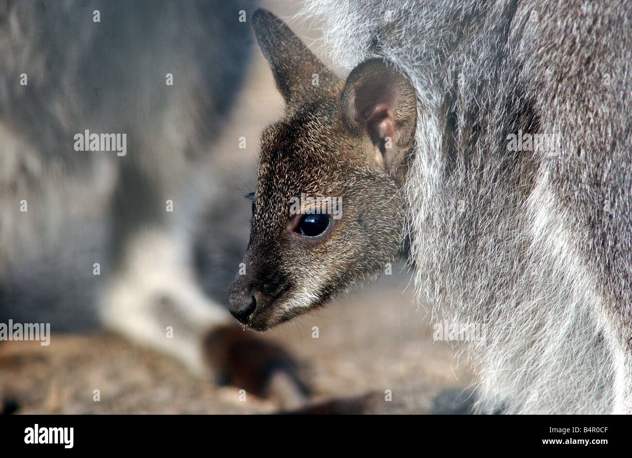 Un nuovo arrivo al Centro Natura in Pershore Road in Birmingham ancora a lasciare la sua madre s pouch questo baby wallaby a Joey prende uno sguardo intorno al suo nuovo mondo Foto Stock