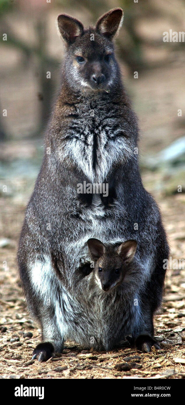 La natura di un nuovo arrivo al Centro Natura in Pershore Road in Birmingham ancora a lasciare la sua madre s pouch questo baby wallaby a Joey prende uno sguardo intorno al suo nuovo mondo Foto Stock