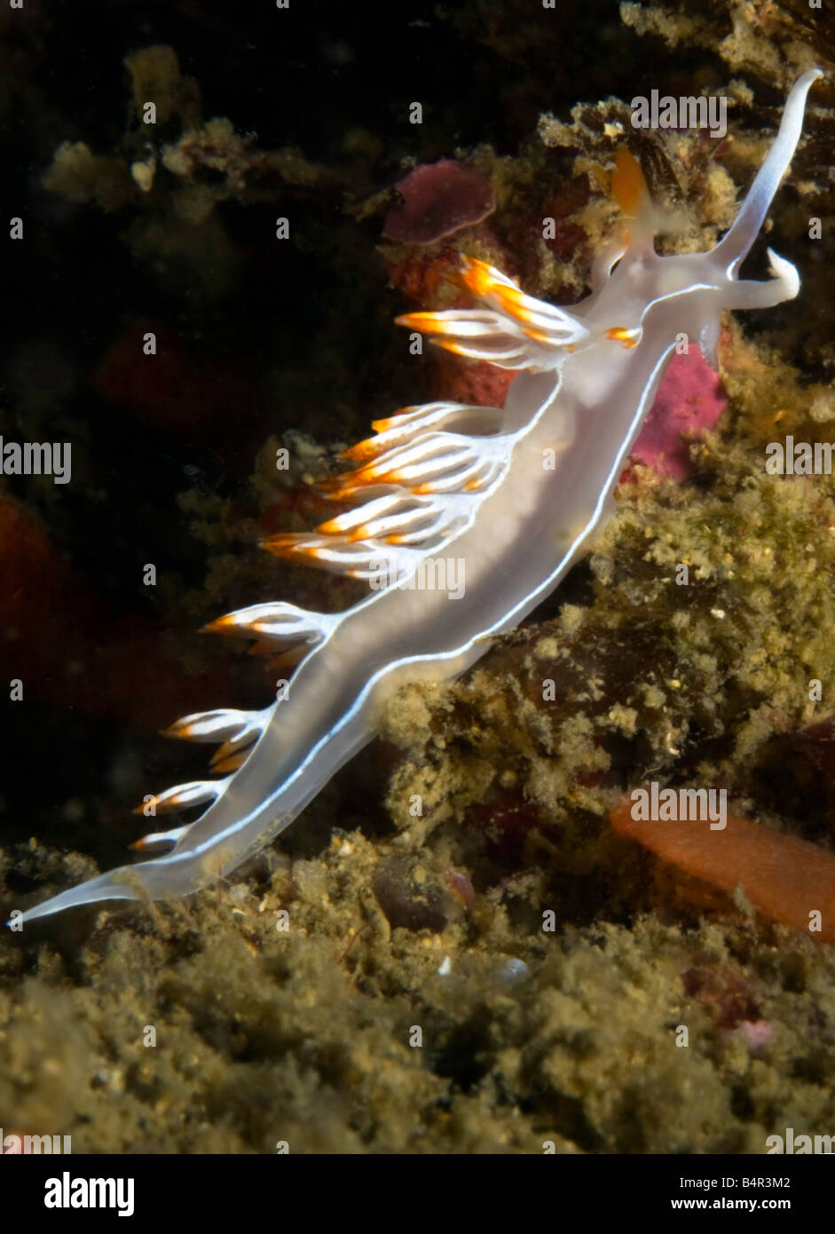 Un arancione, bianco e grigio nudibranch colorati o mare slug fa il suo modo attraverso una barriera corallina in Portugese Algarve mare. Foto Stock