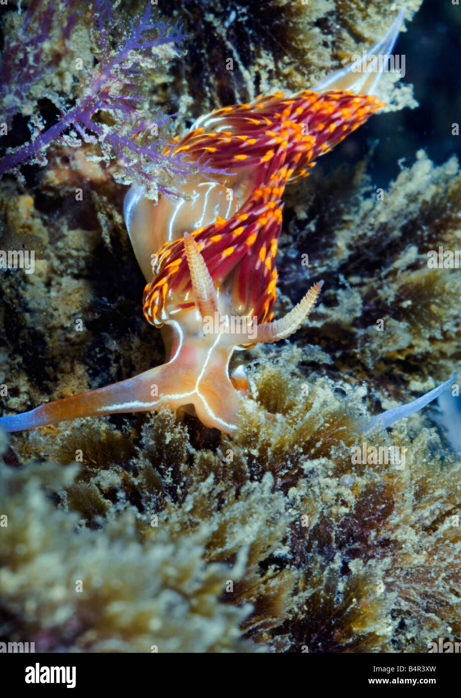 Un rosso, giallo e blu nudibranch colorati o mare slug fa il suo modo attraverso una barriera corallina in Portugese Algarve mare. Foto Stock