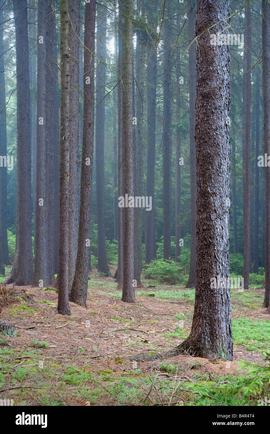 FORESTA NELLA NEBBIA Foto Stock