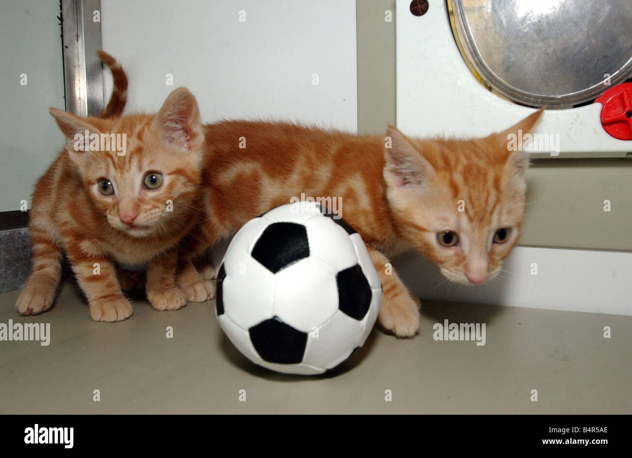 Gatti che giocano a calcio Foto stock - Alamy
