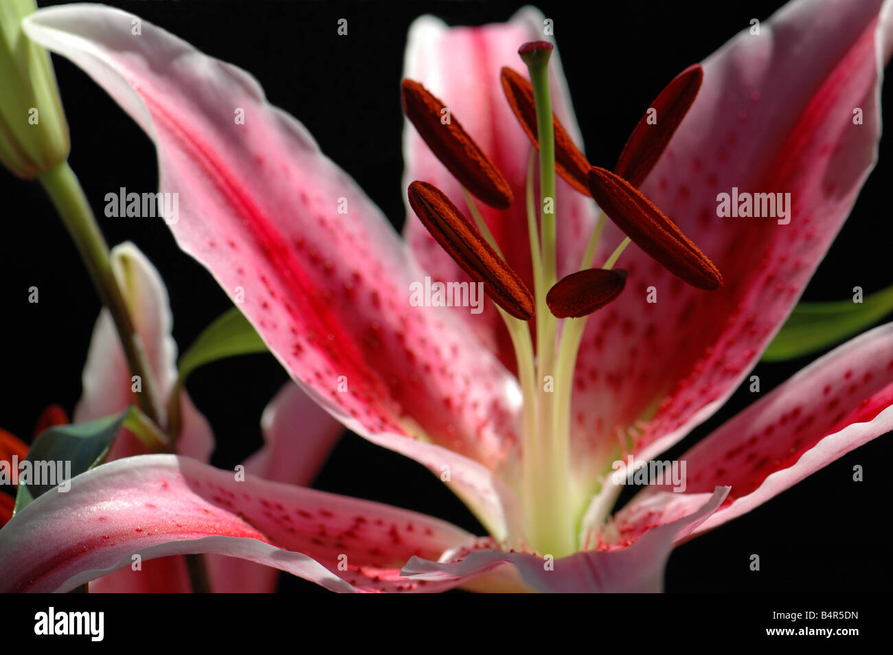 Un Stargazer lily Foto Stock