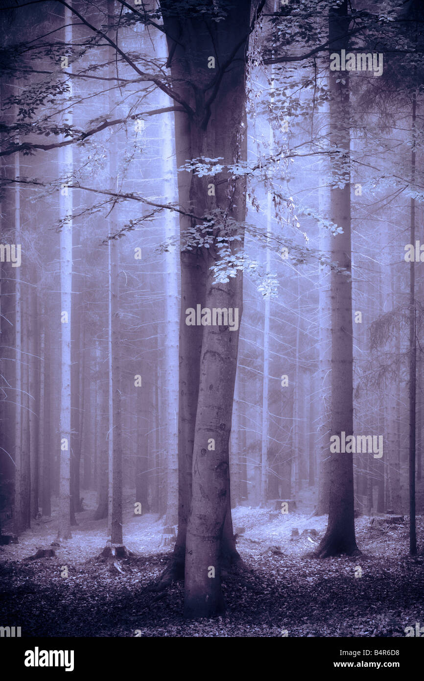 FORESTA NELLA NEBBIA Foto Stock