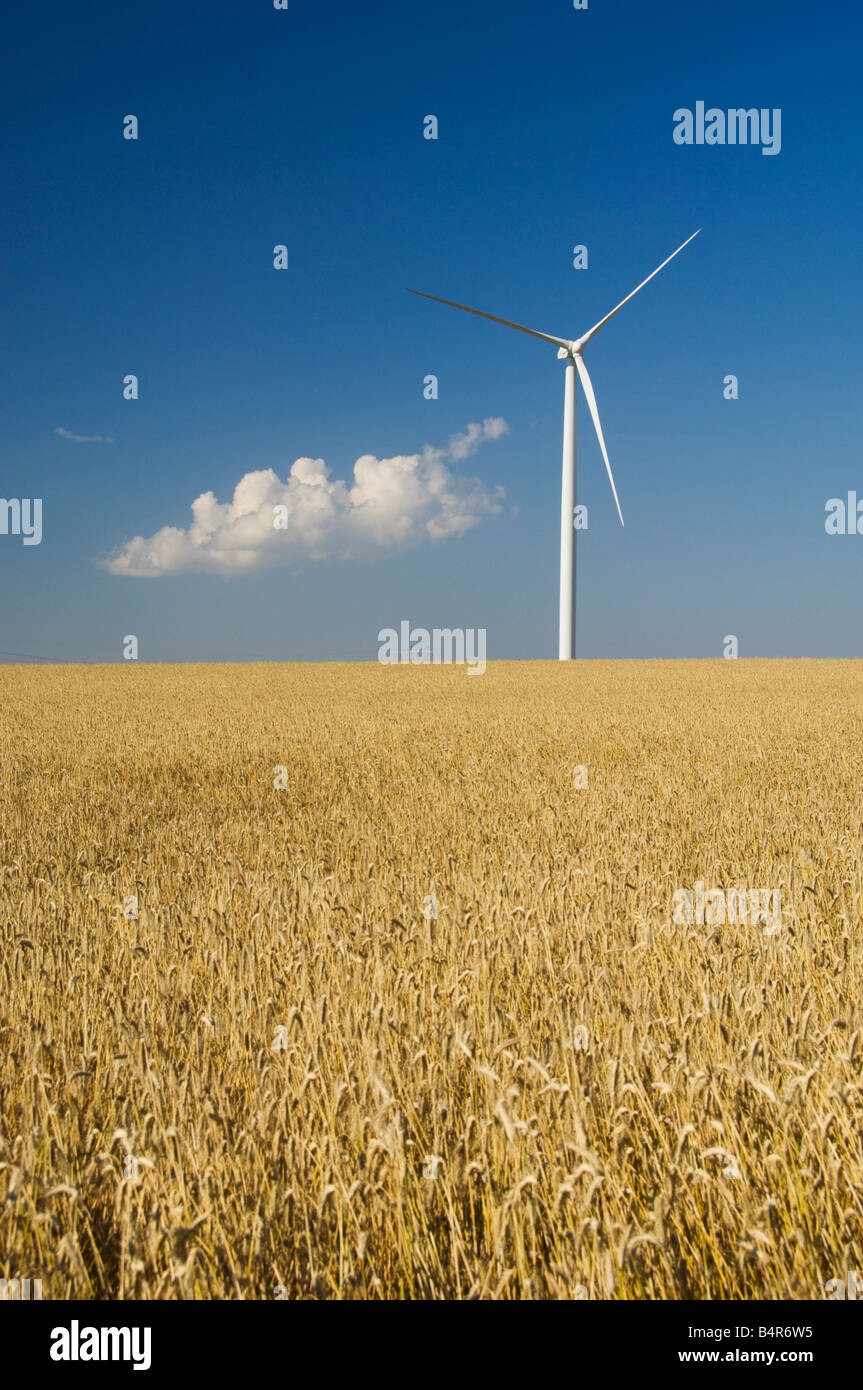 Mulini a vento sulle praterie con campi di grano vicino a St Leon Manitoba Canada Foto Stock