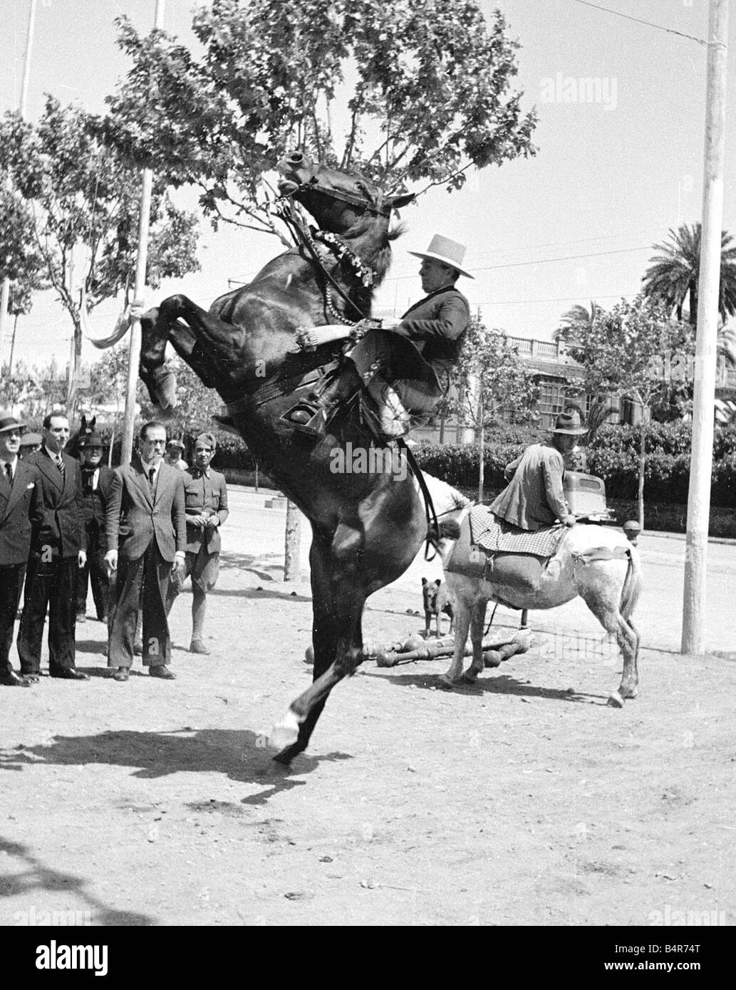 L'uomo tiene strette per cavalli regna come si alleva a Siviglia Spagna circa 1935 Foto Stock