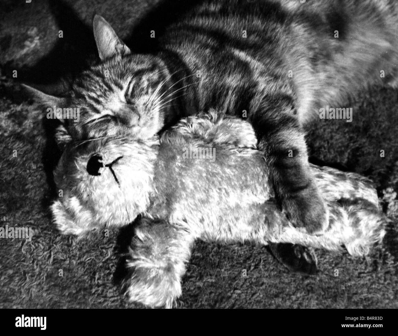 Gatto e orso di peluche che abbraccia circa 1951 Foto stock - Alamy