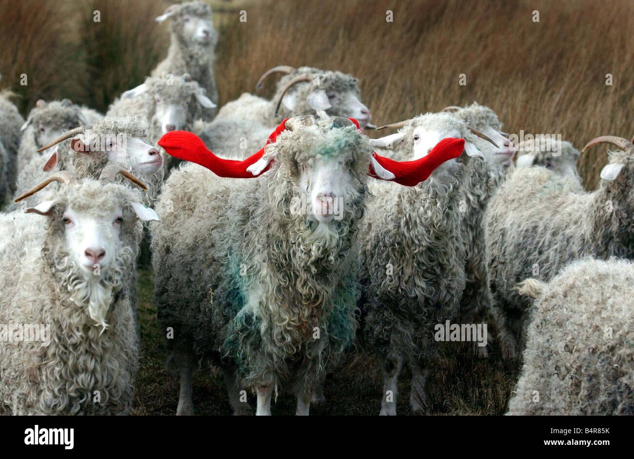 Una delle capre angora tenta di eseguire il mohair calze prodotte dal Capricorno Mohair Foto Stock