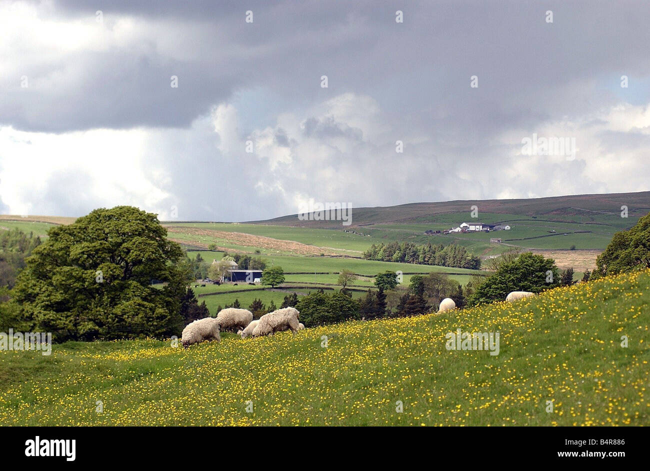 Pecore pascolano sui pendii sopra di Middleton in Teesdale Foto Stock