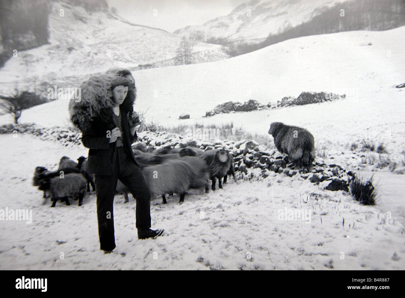 Uomo con pecora sulle colline innevate circa 1943 Foto Stock