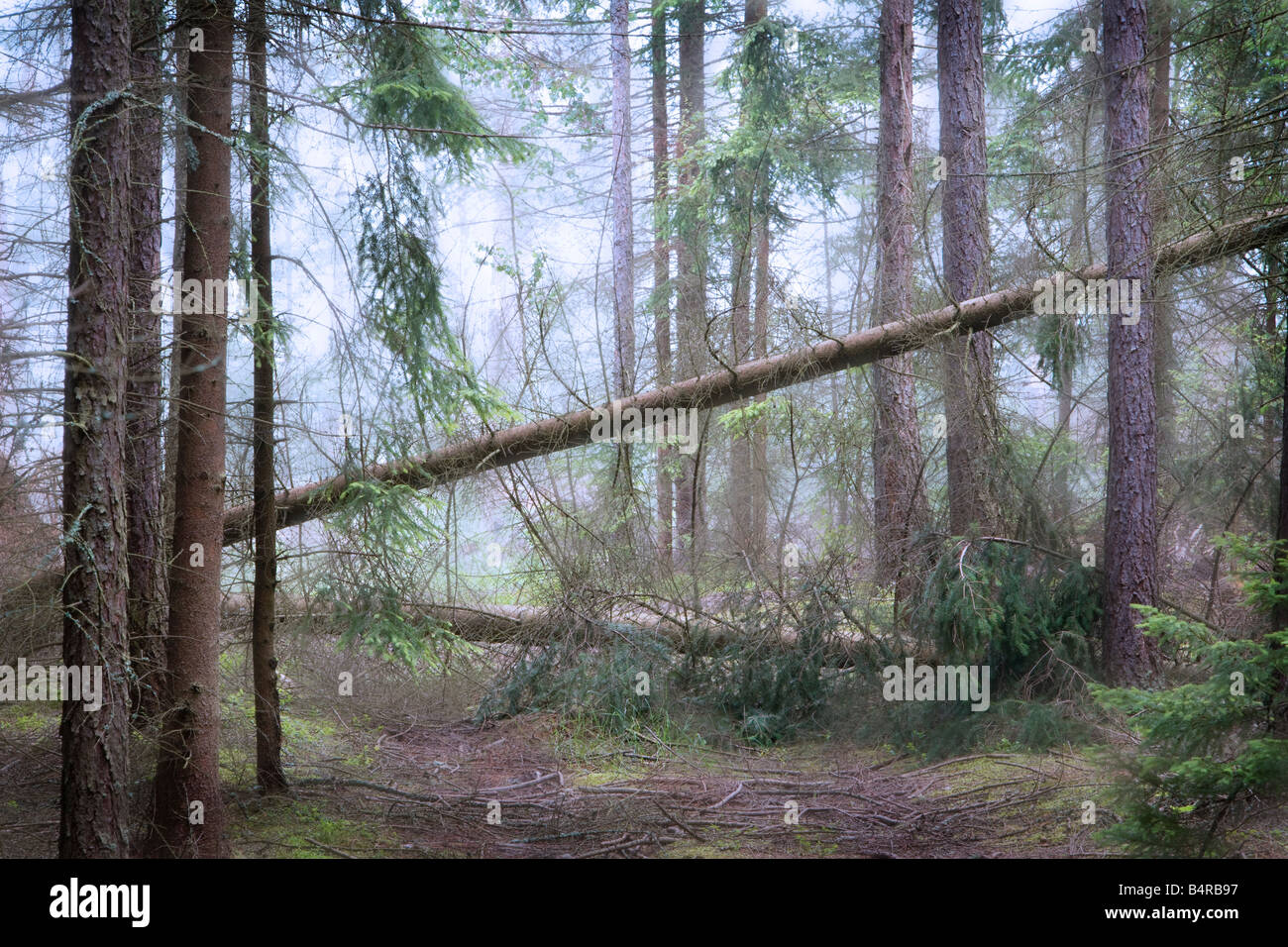 FORESTA NELLA NEBBIA Foto Stock