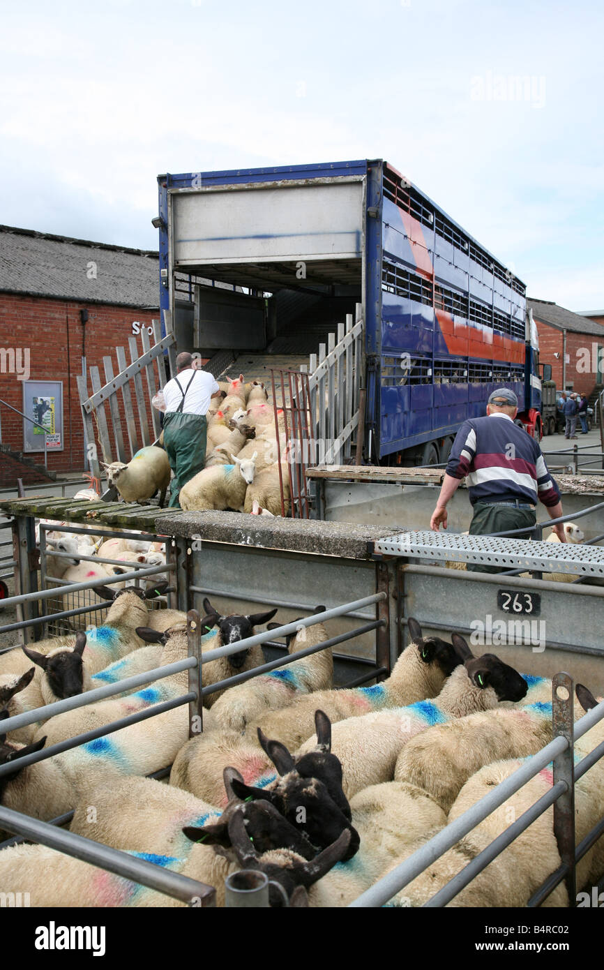 Pecore essendo caricati su di un trasportatore a Welshpool Galles del mercato Foto Stock