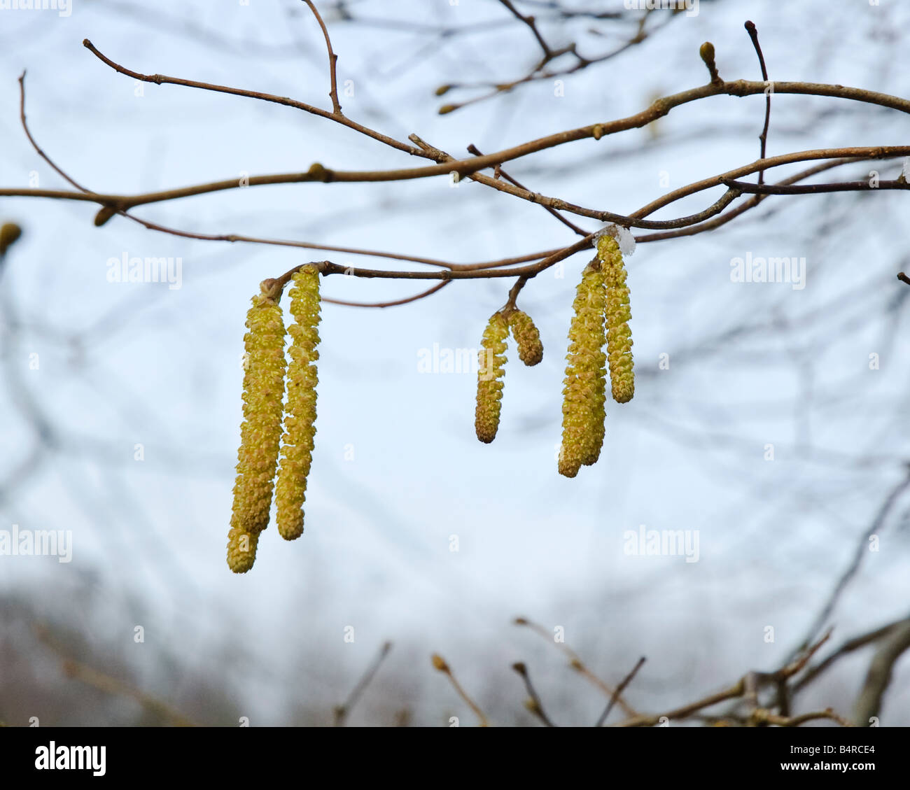 Close up amenti maschili di ontano comune in primavera con alcuni cristalli di ghiaccio Foto Stock