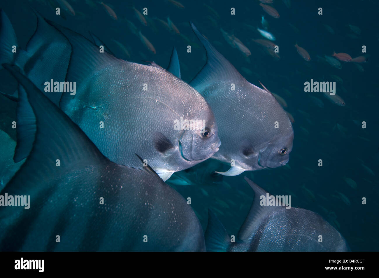 Una scuola di Atlantic Spadefish (Chaetodipterus faber) nuotare al fotografo. Foto Stock