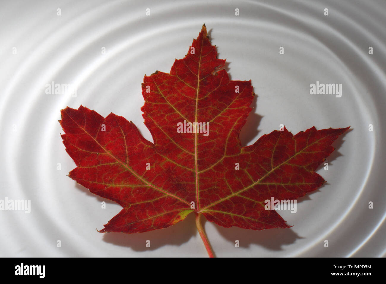 Red Maple Leaf con acqua increspature su sfondo bianco Foto Stock