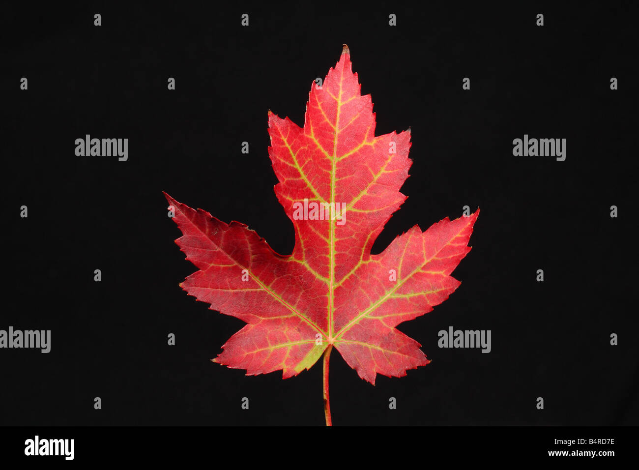 Red Maple Leaf su sfondo nero Foto Stock