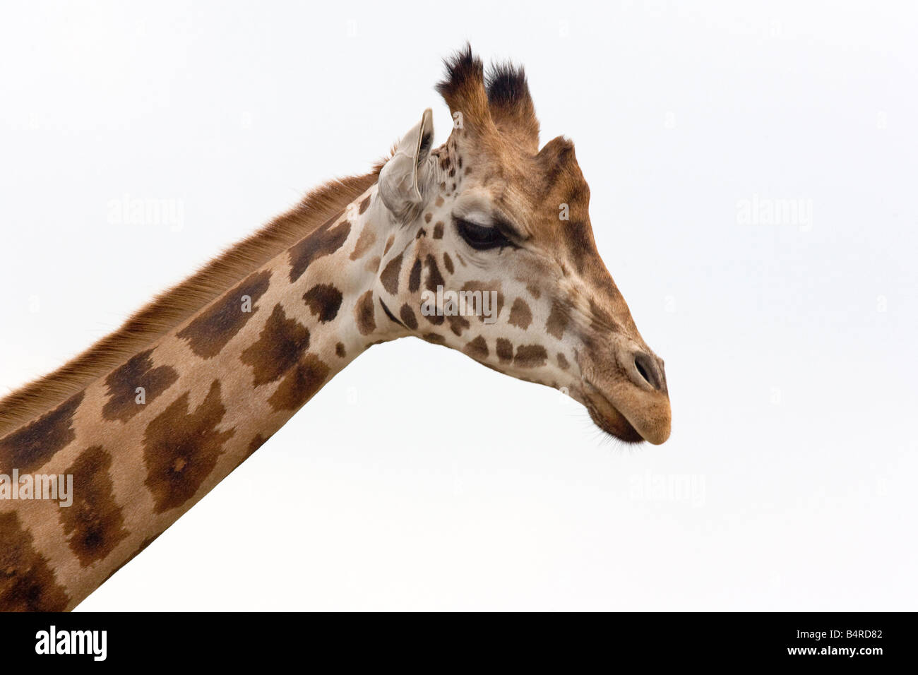 Un ritratto di una giraffa Foto Stock