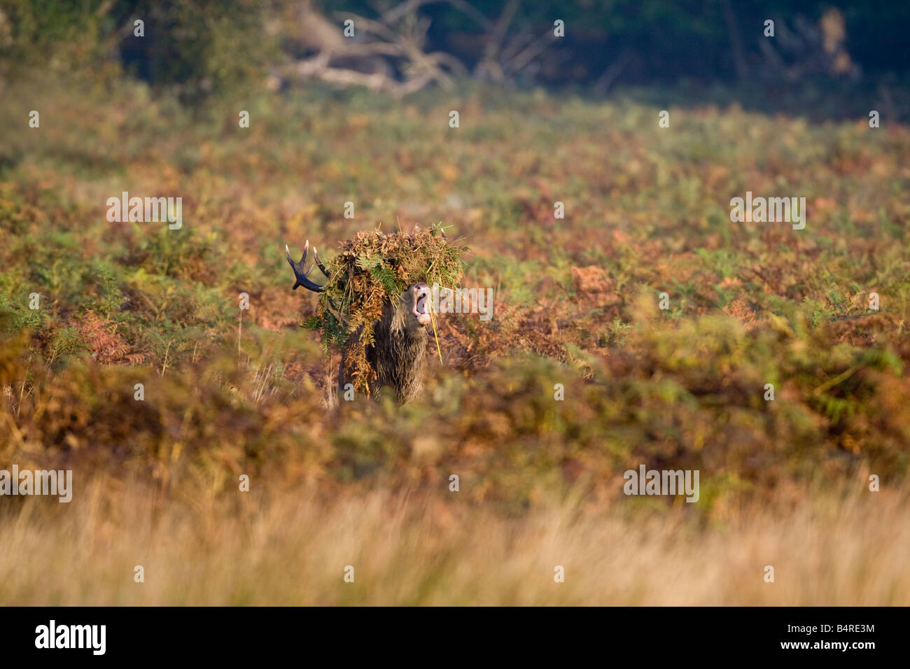 Red Deer Cervus elaphus cervo a Rut, rumoreggianti con bracken su palchi UK autunno Foto Stock
