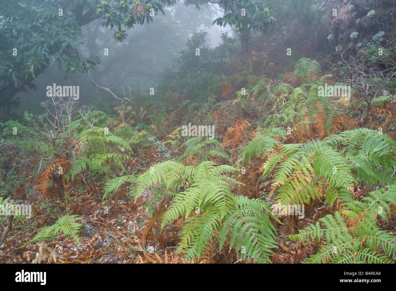 Un autunno scena con alberi di Conker, felci modifica golden marroni e arance nella nebbia Foto Stock