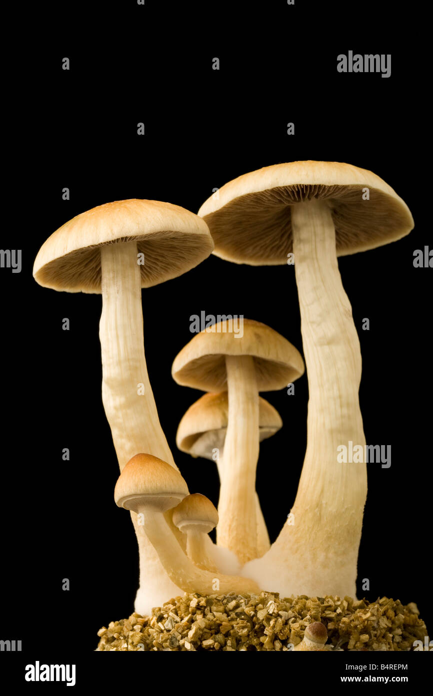 Psilocybe cubensis funghi Foto Stock