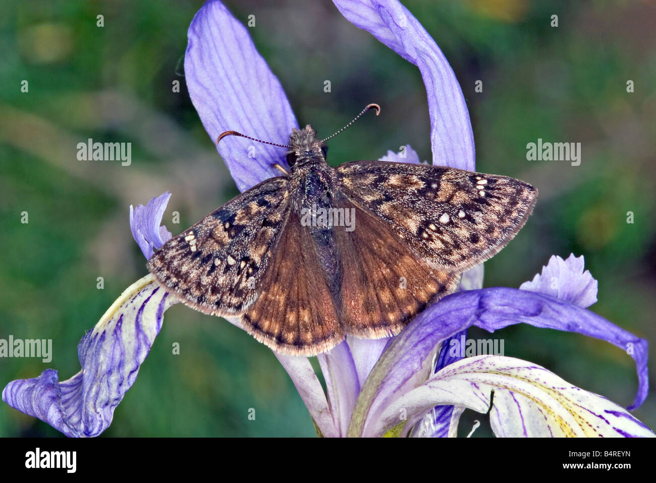 Rocky Mountain Duskywing Erynnis Telemaco Foto Stock