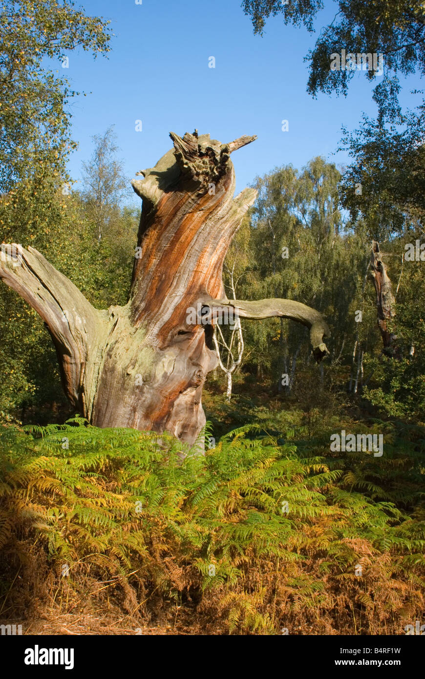 Vecchia Quercia decaduta nella Foresta di Sherwood, Nottinghamshire. Foto Stock