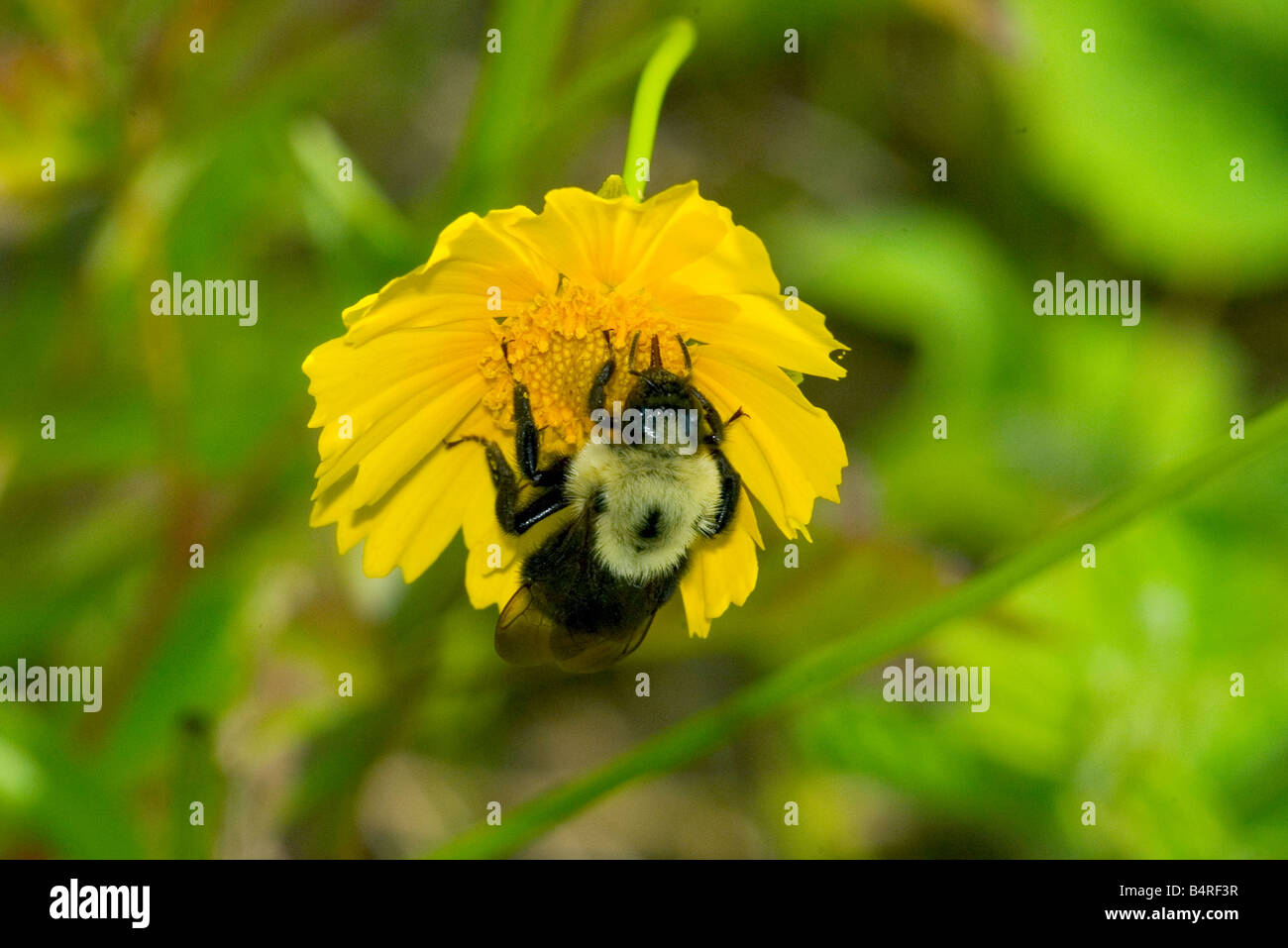 Bumblebee su fiore di Coreopsis, di Mark Cassino/Dembinsky Photo Assoc Foto Stock