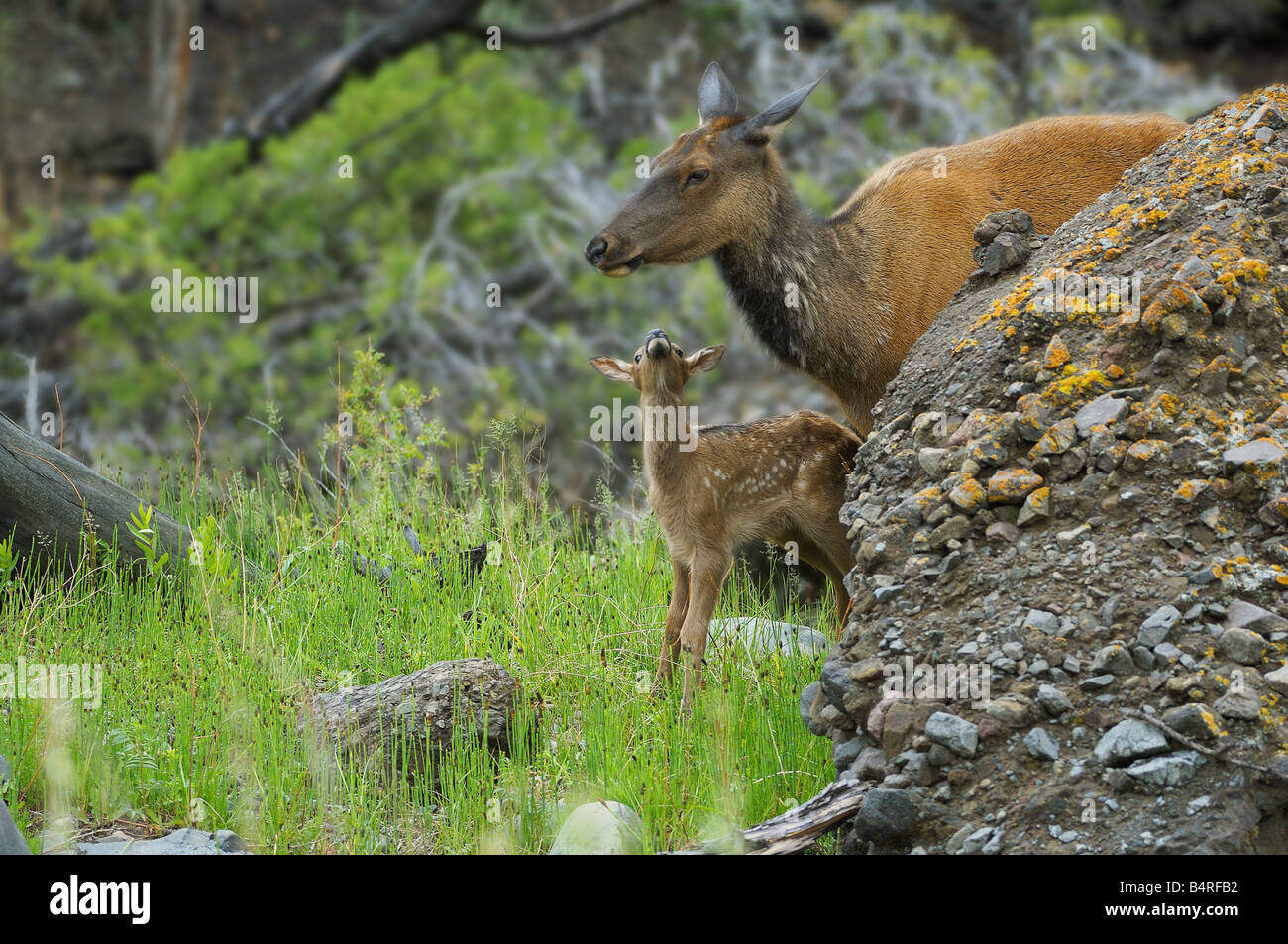 Un neonato Elk sembra di vitello fino alla sua Madre Foto Stock