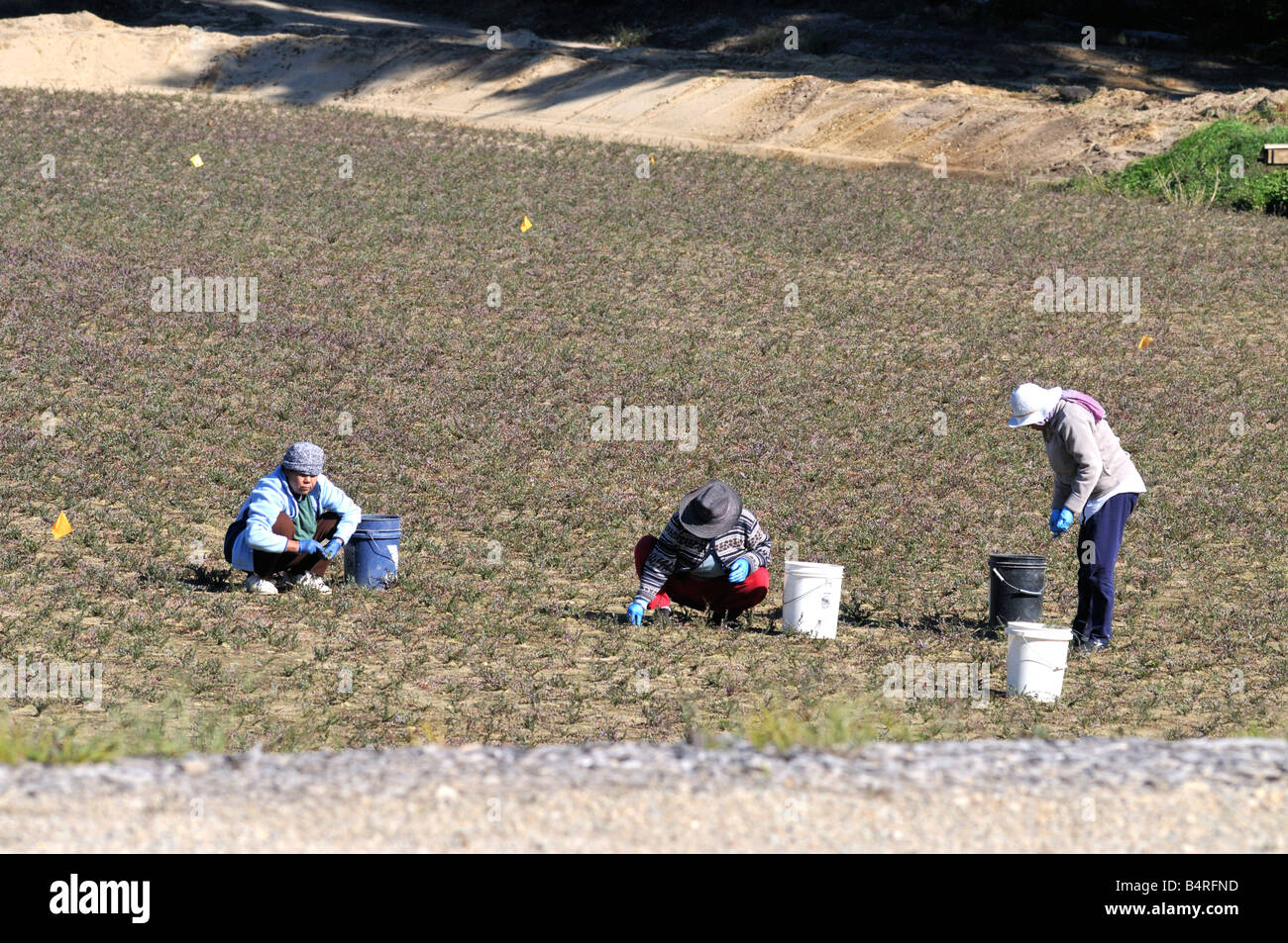 Tre donne che lavorano in un nuovo mirtillo palustre bog semina con benne bianco Foto Stock