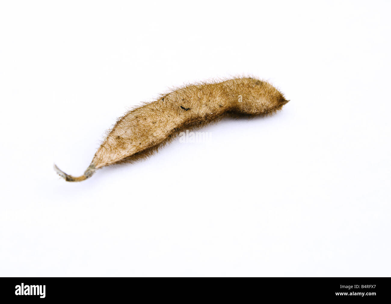 Una singola chiusa pod di soia si siede contro uno sfondo bianco. Foto Stock