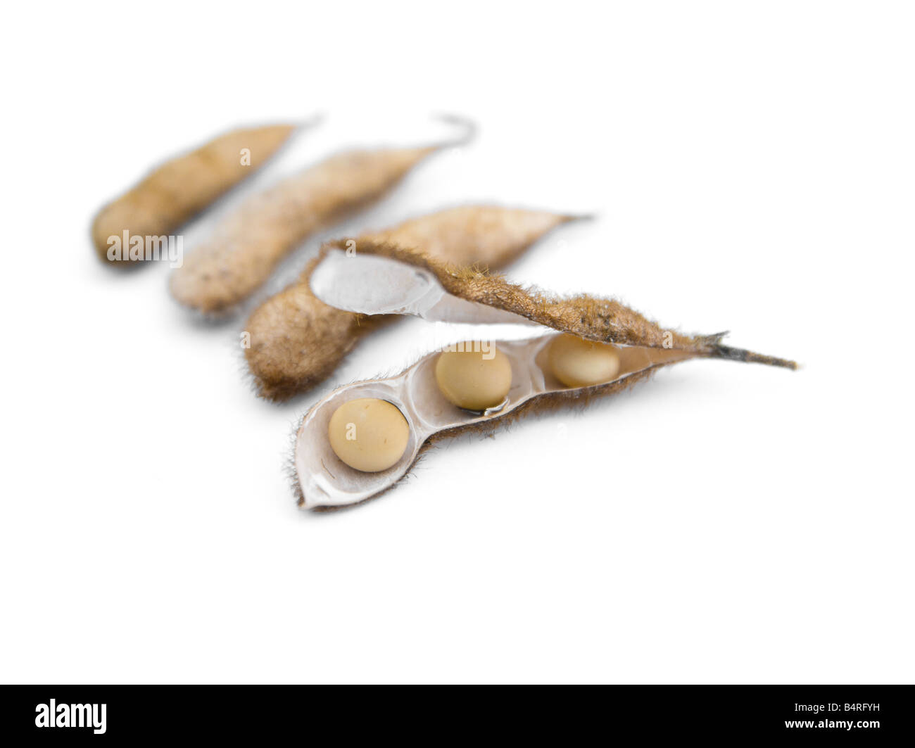 Quattro set di fagioli di soia contro uno sfondo bianco. Un pod di soia è aperto. Foto Stock