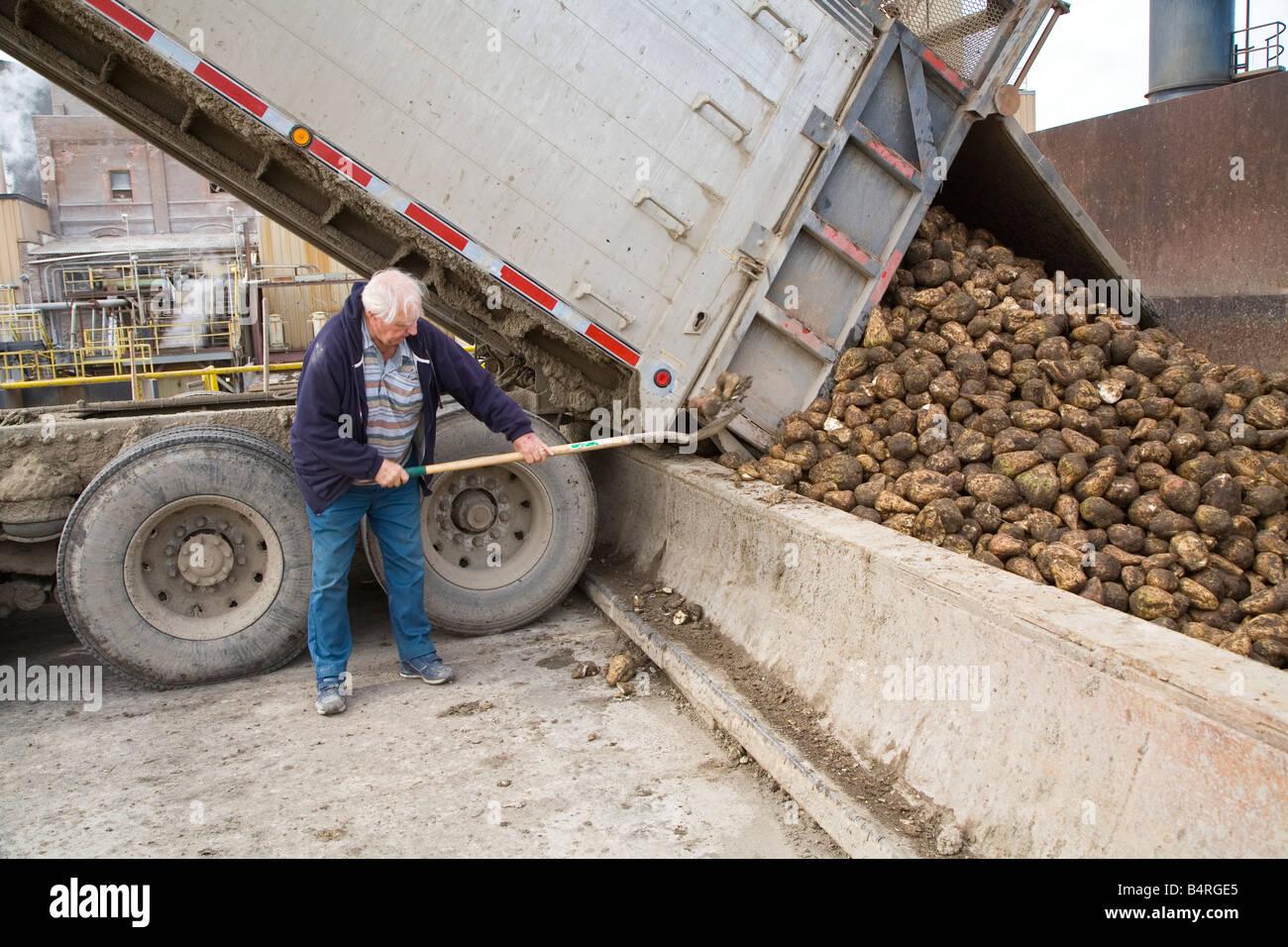 Barbabietole da zucchero in una fabbrica di zucchero Foto Stock