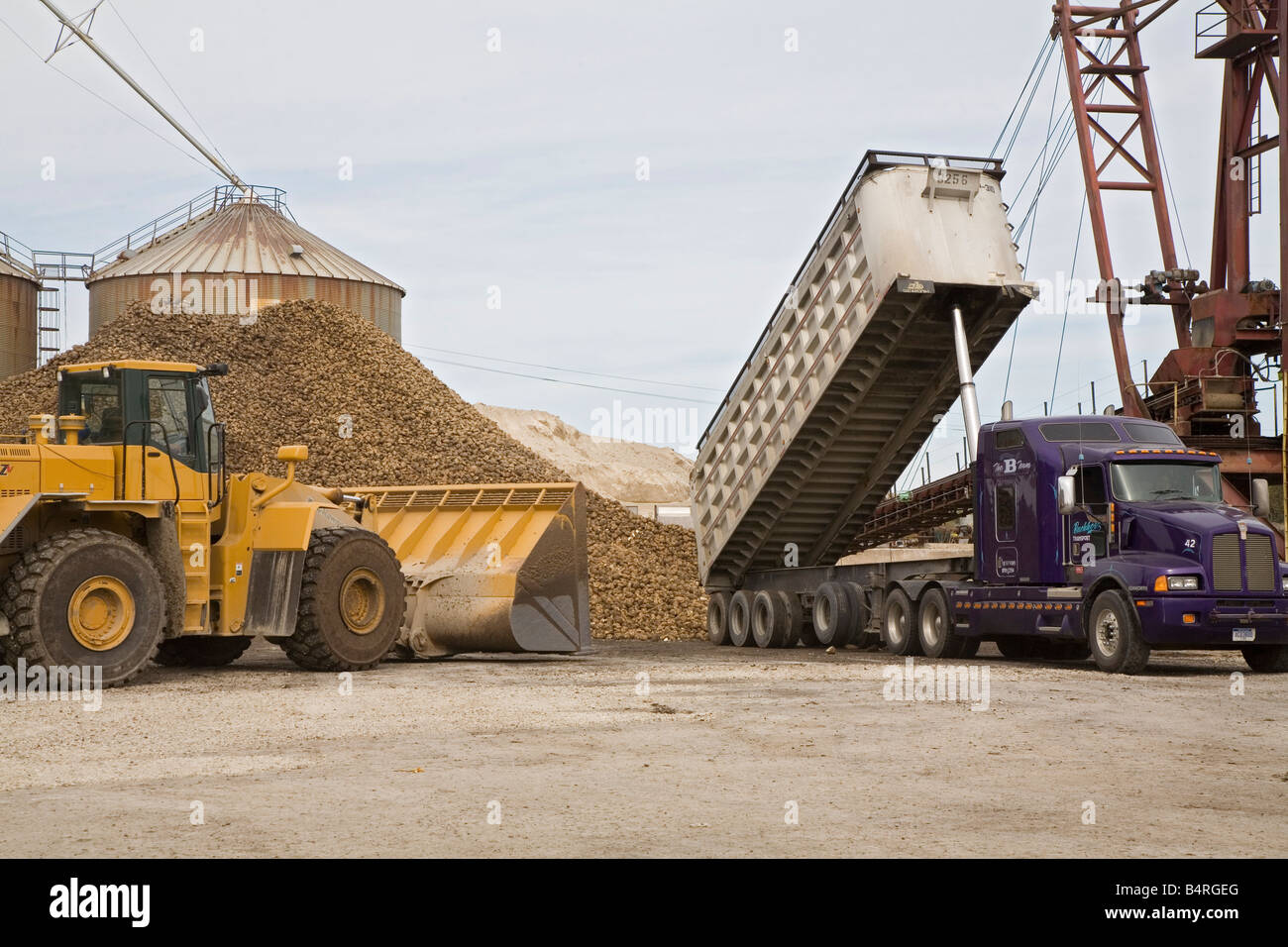 Barbabietole da zucchero in una fabbrica di zucchero Foto Stock