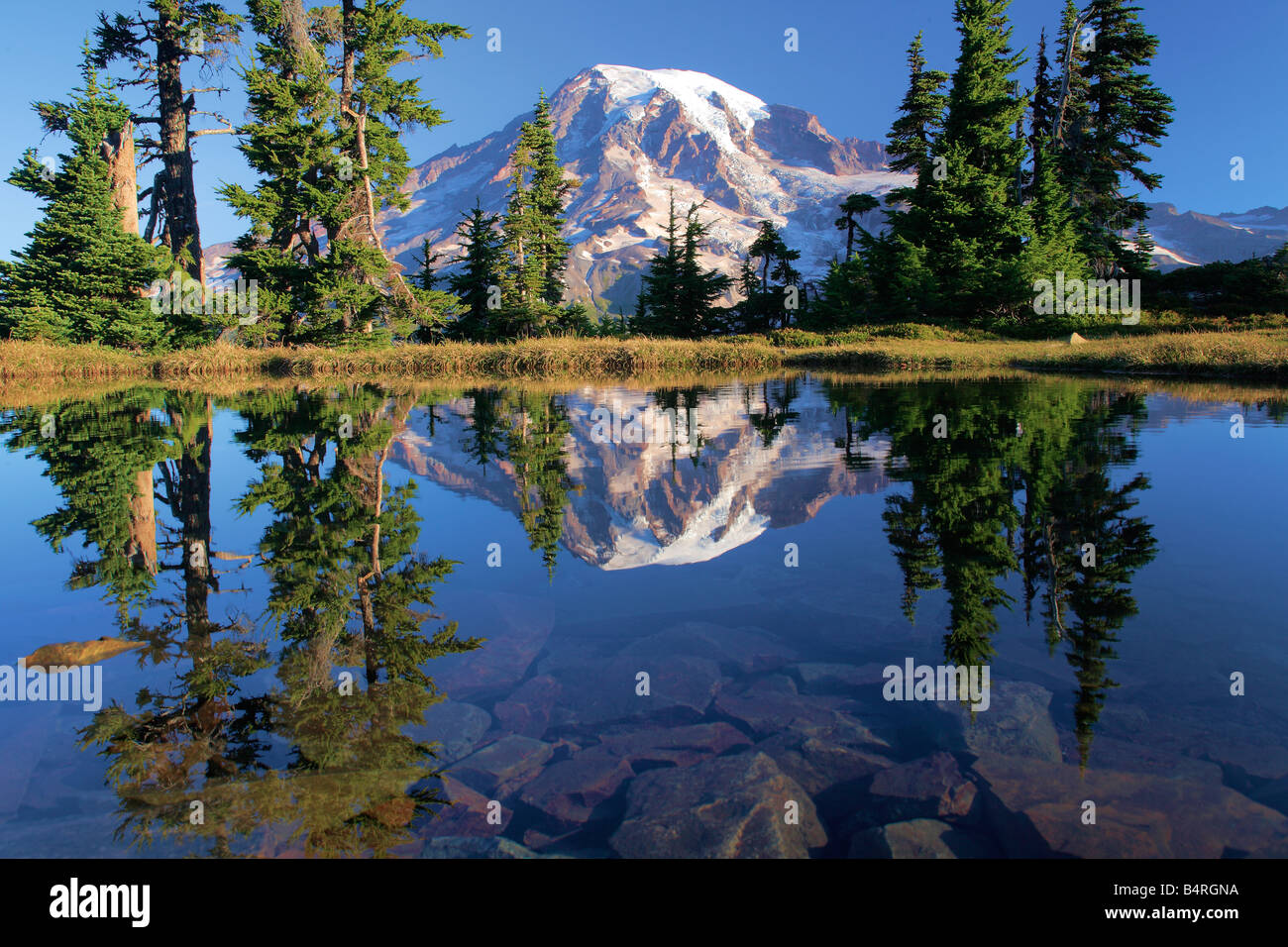 Mountain tarn riflettendo Mount Rainier all'alba, il parco nazionale del monte Rainier, Washington, Stati Uniti d'America Foto Stock