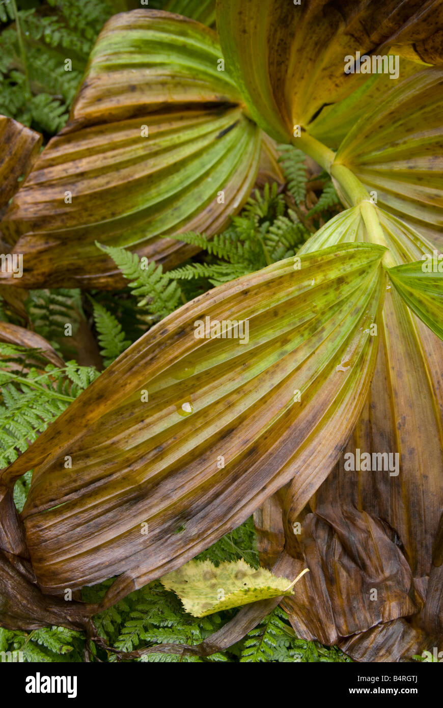 Giglio di mais (Veratrum sp.) in autunno. Foto Stock