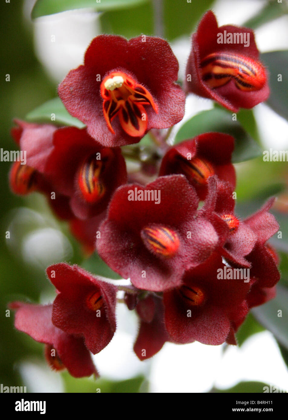 Aeschynanthus tricolore, Gesneriaceae, Java, sud-est asiatico Foto Stock