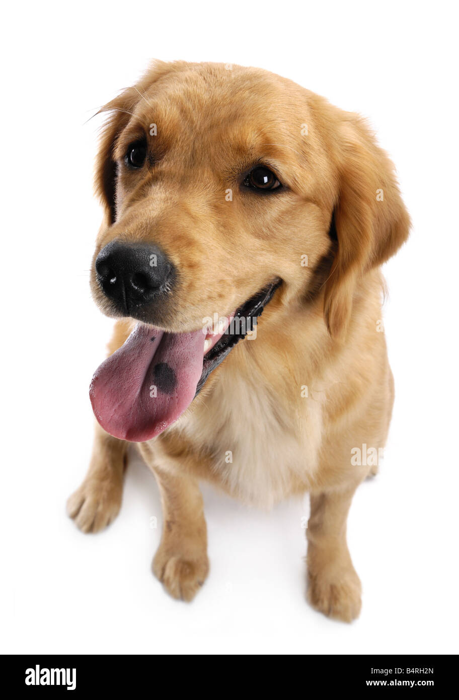 Il Golden Retriever Foto Stock